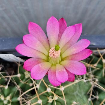 Echinocereus mojavensis